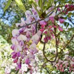 Vistéria kvetnatá (Wisteria floribunda) ´SHOWA BENI´ - výška 170-200 cm, kont. C3L
